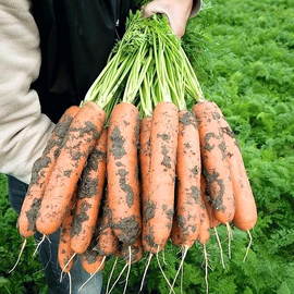 Семена моркови «Красный великан», ТМ OGOROD - 2 грамма