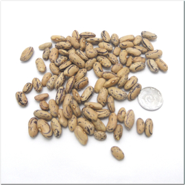 Семена фасоли «Стрегонта», ТМ Hortus - 10 семян