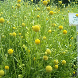 Семена земляничной травы (Cephalophora aromatica), ТМ OGOROD - 0,005 грамма