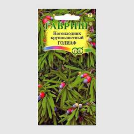 Семена ногоплодника круглолистного «Голиаф» / Podocarpus macrophyllus Thunb., ТМ «ГАВРИШ» - 3 семечка