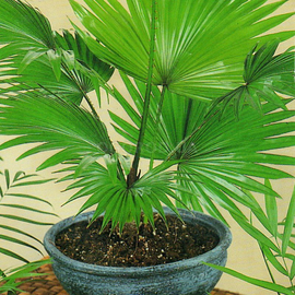 Семена пальмы ливистона китайская «Нефрит» / Livistona chinensis, ТМ «ГАВРИШ» - 3 семечка