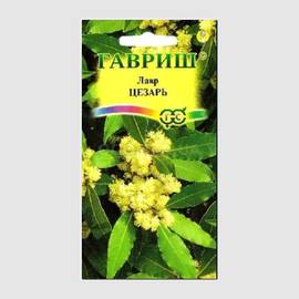 Семена лавра благородного «Цезарь» / Laurus nobilis L., ТМ «ГАВРИШ» - 3 семечка