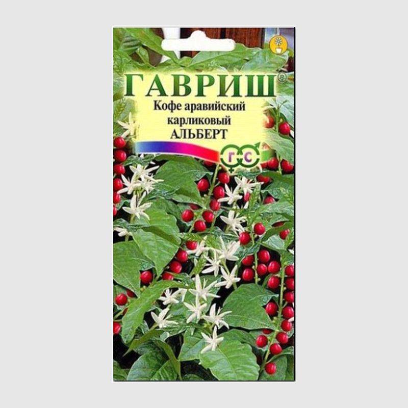 Кликните для увеличения изображения Семена кофе аравийского карликового «Альберт», ТМ «ГАВРИШ» - 5 семян