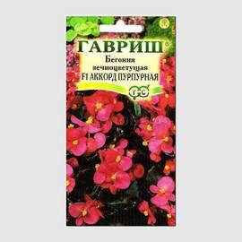 Семена бегонии вечноцветущей «Аккорд пурпурная» F1 / Begonia semperflorens, ТМ «ГАВРИШ» - 5 семян