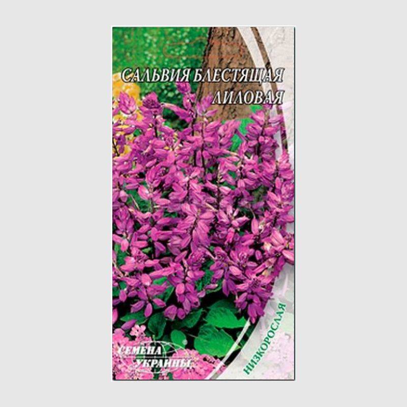 Кликните для увеличения изображения Семена сальвии блестящей «Лиловая», ТМ «СЕМЕНА УКРАИНЫ» - 0,2 грамма