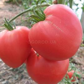 Семена томата «Бычье сердце розовое», ТМ OGOROD - 2000 семян