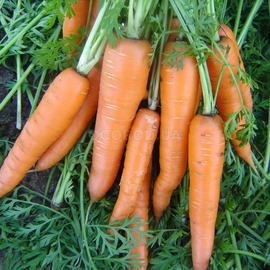 Семена моркови «Вита Лонга», ТМ OGOROD - 2 грамма
