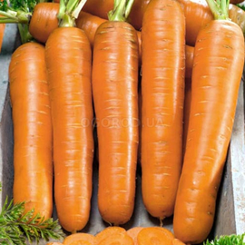 Семена моркови «Флаккоро», ТМ OGOROD - 2 грамма