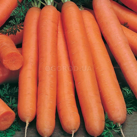 Семена моркови «Флакке», ТМ OGOROD - 2 грамма