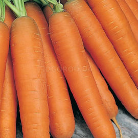 Семена моркови «Перфекция», ТМ OGOROD - 2 грамма