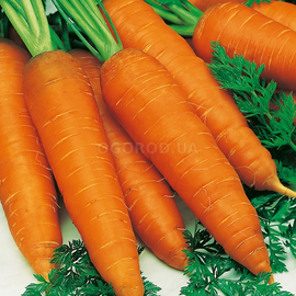 Семена моркови «Осенний король», ТМ OGOROD - 2 грамма