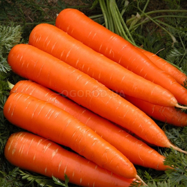 Семена моркови «Лосиноостровская», ТМ OGOROD - 2 грамма