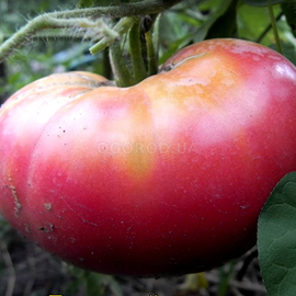 Семена томата «Tomato King Pink» (Томатный король розовый), серия «От автора» - 10 семян