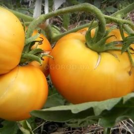 Семена томата «Orange melon» (Оранжевая дыня), серия «От автора» - 10 семян