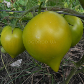 Семена долгохранящегося томата «Буденовка зеленая», серия «От автора» - 10 семян