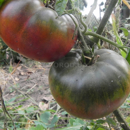 Семена томата «Watermelon black» (Арбуз черный), серия «От автора» - 10 семян