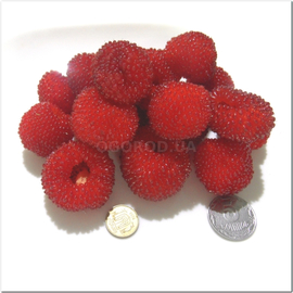 Семена малины соблазнительной / Rubus illecebrosus, ТМ OGOROD - 20 семян