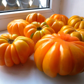 Семена томата «Американский ребристый оранжевый», серия «От автора» - 10 семян