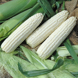 Семена кукурузы «Русалка», ТМ OGOROD - 10 грамм