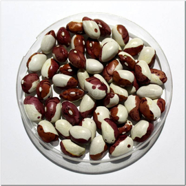 Семена фасоли зерновой «Красная шапочка», ТМ OGOROD - 10 грамм