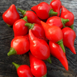 Семена перца острого «Biquinho Red» (Бикиньо красный), серия «От автора» - 5 семян