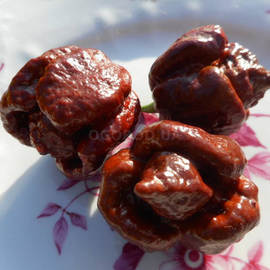 Семена перца острого «Trinidad Scorpion Chocolate» (Тринидад Скорпион Шоколадный), серия «От автора» - 5 семян