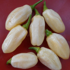 Семена перца острого «Habanero Ivory» (Хабанеро Айвори), серия «От автора» - 5 семян