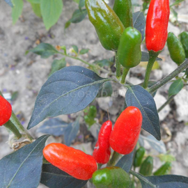 Семена перца острого «Chilito de Simojovel» (Чилито), серия «От автора» - 5 семян