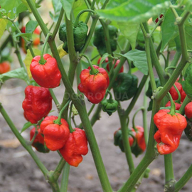 Семена перца острого «Carolina Reaper Red» (Каролинский жнец), серия «От автора» - 5 семян