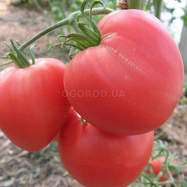 Семена томата «Бычье сердце розовое», ТМ OGOROD - 20 семян