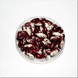 Семена фасоли «Скороспелка», ТМ OGOROD - 10 грамм