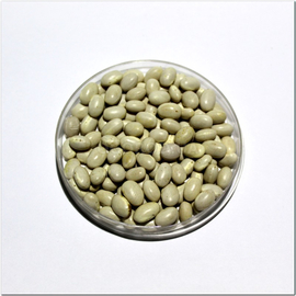 Семена фасоли «Нэви белая», ТМ OGOROD - 10 грамм