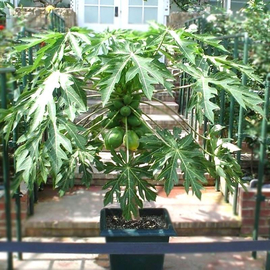 Семена папайи (дынное дерево) / Carica papaya, TM OGOROD - 5 семян