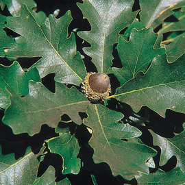 Семена дуба крупноплодного / Quercus macrocarpa Michx., ТМ OGOROD - 1 жёлудь