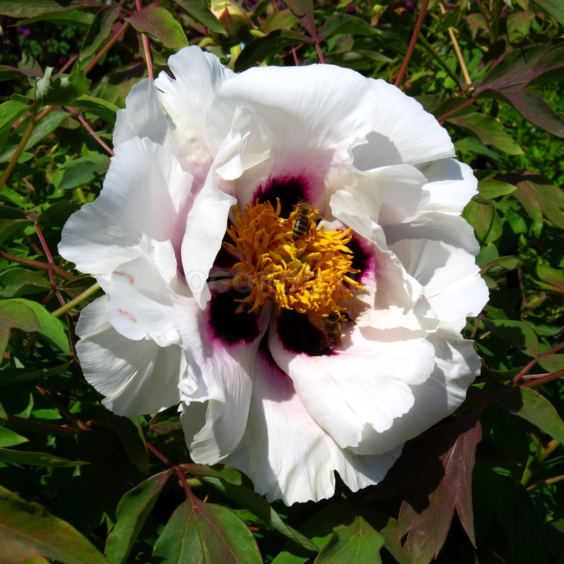 Семена пиона древовидного белого / Paeonia suffruticosa, ТМ OGOROD - 5 ...