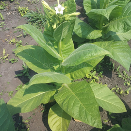 Семена табака «Burley Yellow But Twist» (Берли желтый), ТМ OGOROD - 300 семян