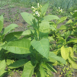 Семена табака «Virginia Gold» (Вирджиния Голд), ТМ OGOROD - 300 семян