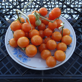 Семена томата «Ambrosia Orange UBX» (Амброзия Оранж), серия «От автора» - 10 семян