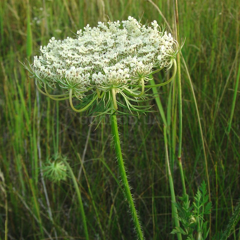 Соцветие моркови фото