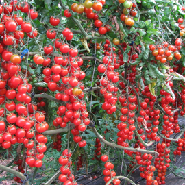 Семена томата «Черри Цилиджия красный», ТМ OGOROD - 20 семян