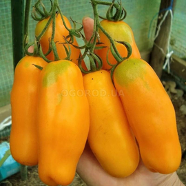 Семена томата «Перцевидный оранжевый», ТМ OGOROD - 20 семян