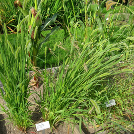 Семена сетарии (лисий хвост), ТМ OGOROD - 20 семян