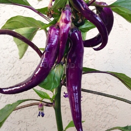 Семена перца острого «Cayenne Purple» (Кайенский пурпурный), серия «От автора» - 5 семян