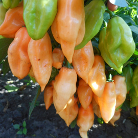 Семена перца острого «Peach Habanero» (Хабанеро персиковый), серия «От автора» - 5 семян
