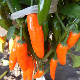 Семена перца острого «Jalapeno Orange» (Халапеньо Апельсин), серия «От автора» - 5 семян