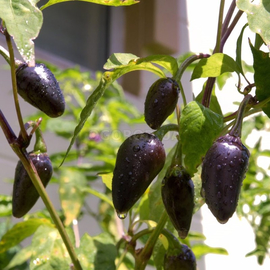 Семена перца острого «Jalapeno Purple» (Халапеньо фиолетовый), серия «От автора» - 5 семян