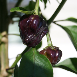 Семена перца острого «Black Scorpion Tongue» (Язык черного скорпиона), серия «От автора» - 5 семян