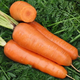 Семена моркови «Шантанэ королевская», ТМ OGOROD - 2 грамма