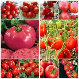 Набор семян «Супер Огородный Помидор» №2 (Н-Ю) - 19 пакетиков по 20 семян