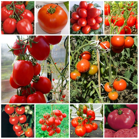 Мега набор семян томатов «Лучший Огородный Помидор» - 41 пакетик по 20 семян
